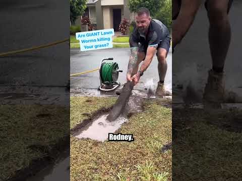 These GIANT Lawn Worms will give you nightmares. With @theunblockersaus